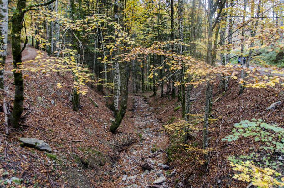 Comunidad Foral de Navarra 051 - Selva de Irati.jpg